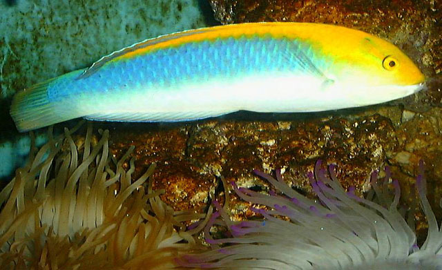 Halichoeres cyanocephalus